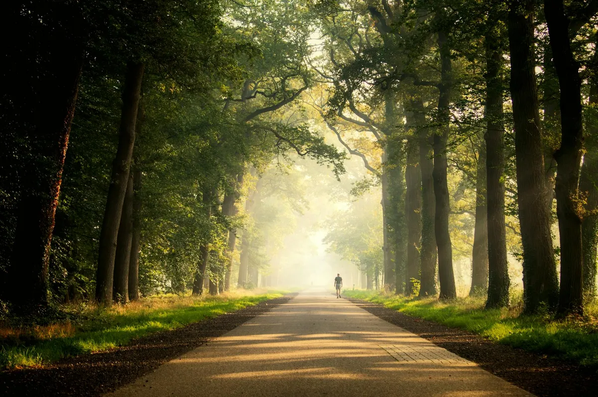 A peaceful path through trees in early morning light