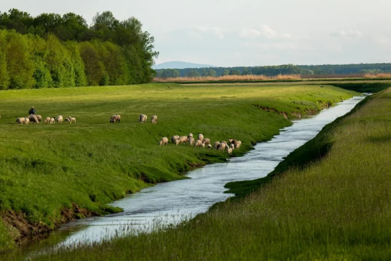 What Psalm 23 Really Means: A Closer Look at the Shepherd's Psalm