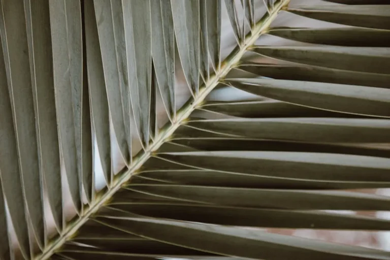 Palm Sunday 2026: Date and Biblical Meaning